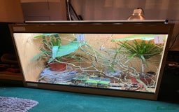 Chameleon reptiles for sale: Yemen Chameleon + Vivarium Setup Kit - Image 9