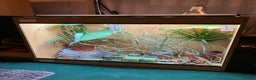 Chameleon reptiles for sale: Yemen Chameleon + Vivarium Setup Kit - Advert 9