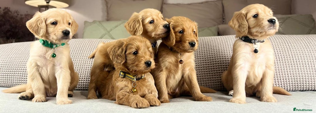 Goldendoodle dogs for sale: Hereditary clear mum. Fully hip elbow and DNA Dad. - Image 2