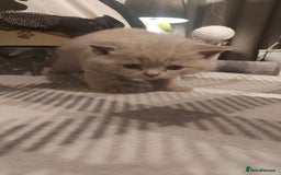 British Shorthair cats for sale: STUNNING 4 MALES BSH KITTENS 900£ - Image 15