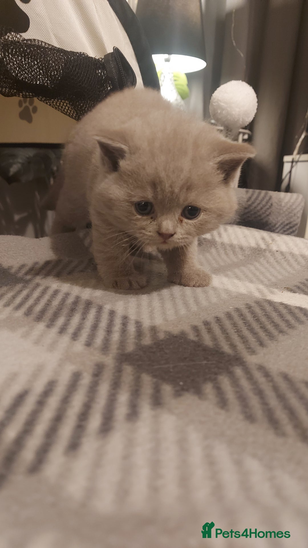 British Shorthair cats for sale: STUNNING 4 MALES BSH KITTENS 900£ - Image 15