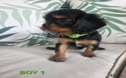Cavalier King Charles Spaniel dogs for sale: Stunning Cavalier Puppies Ready2Go - Image 6