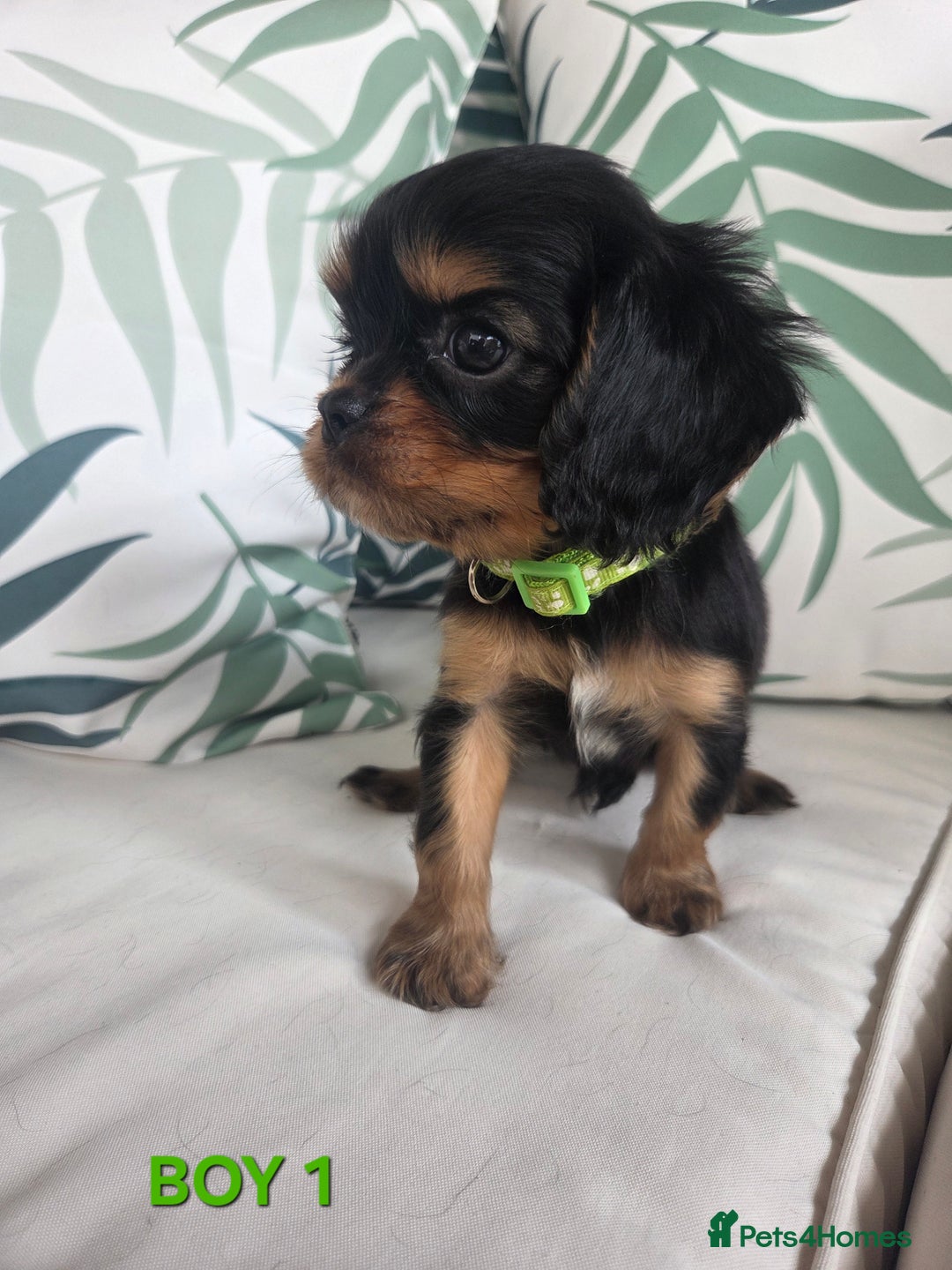 Cavalier King Charles Spaniel dogs for sale: Stunning Cavalier Puppies Ready2Go - Image 6