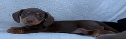 Miniature Dachshund dogs for sale: 3x female miniature dachsunds - Advert 5