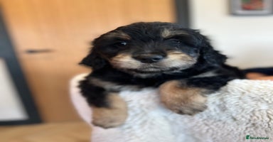 Mixed Breed dogs Golden mountain doodles  - Advert 8