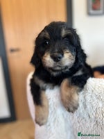 Mixed Breed dogs Golden mountain doodles - Advert 8