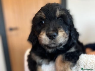 Mixed Breed dogs Golden mountain doodles - Advert 7