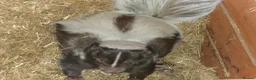 Ferret rodents for sale: Baby SKUNKS for sale - girls and boys available - Advert 16