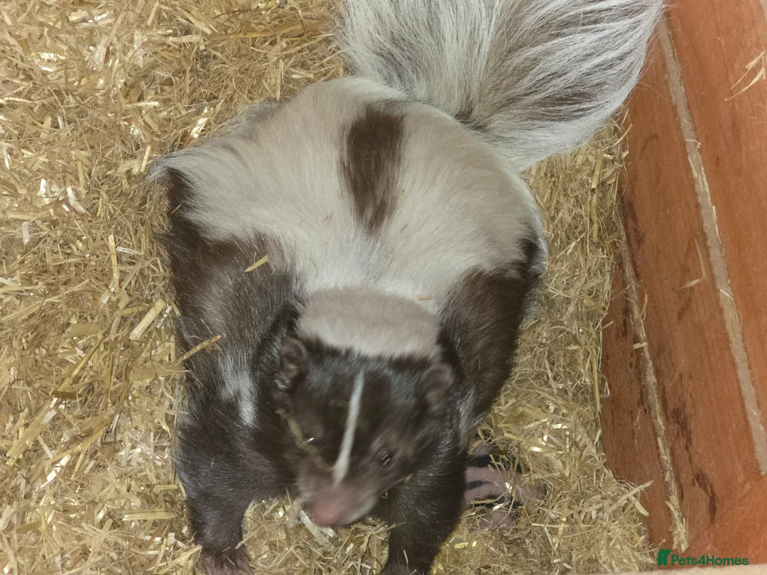 Ferret rodents for sale: Baby SKUNKS for sale - girls and boys available - Advert 16