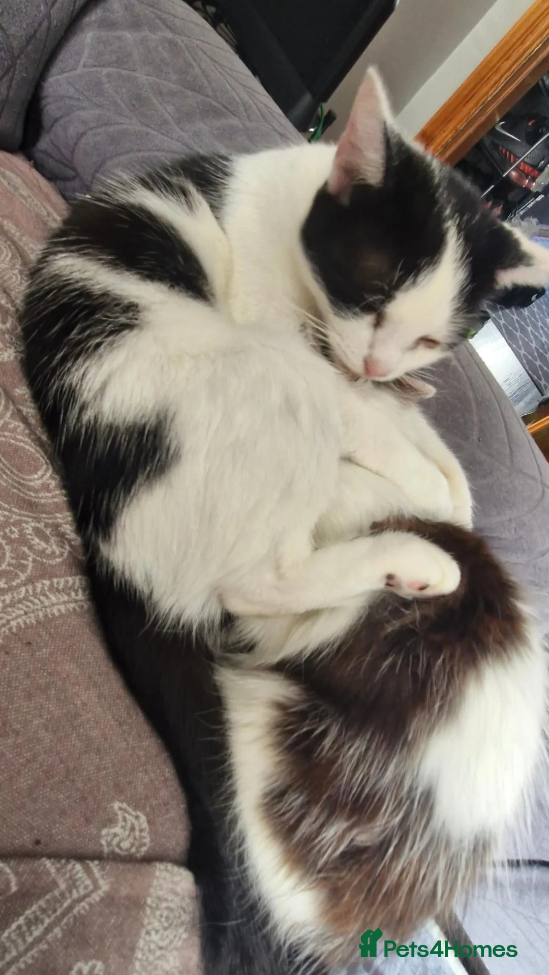 Turkish Angora cats for sale: Turkish Angora kitten - Advert 2