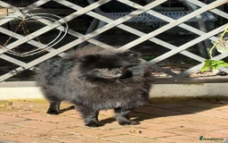 Pomeranian dogs for sale: Milo, a bundle of fluff - Advert 4