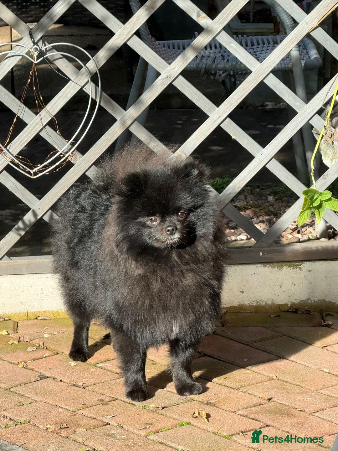 Pomeranian dogs for sale: Milo, a bundle of fluff - Advert 4