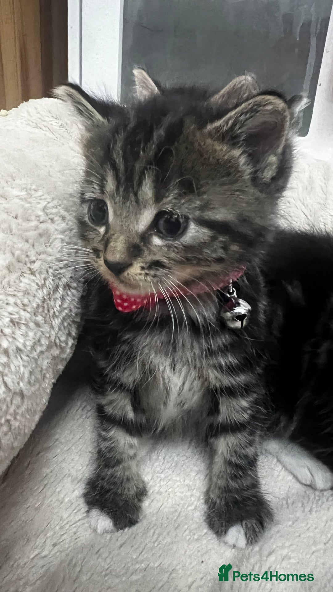 Bengal cats for sale: Beautiful bengals litter of 7😍 - Advert 6