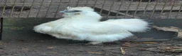 Chickens poultry for sale: Silkies, aracuna, crested rocks, and more - Advert 2