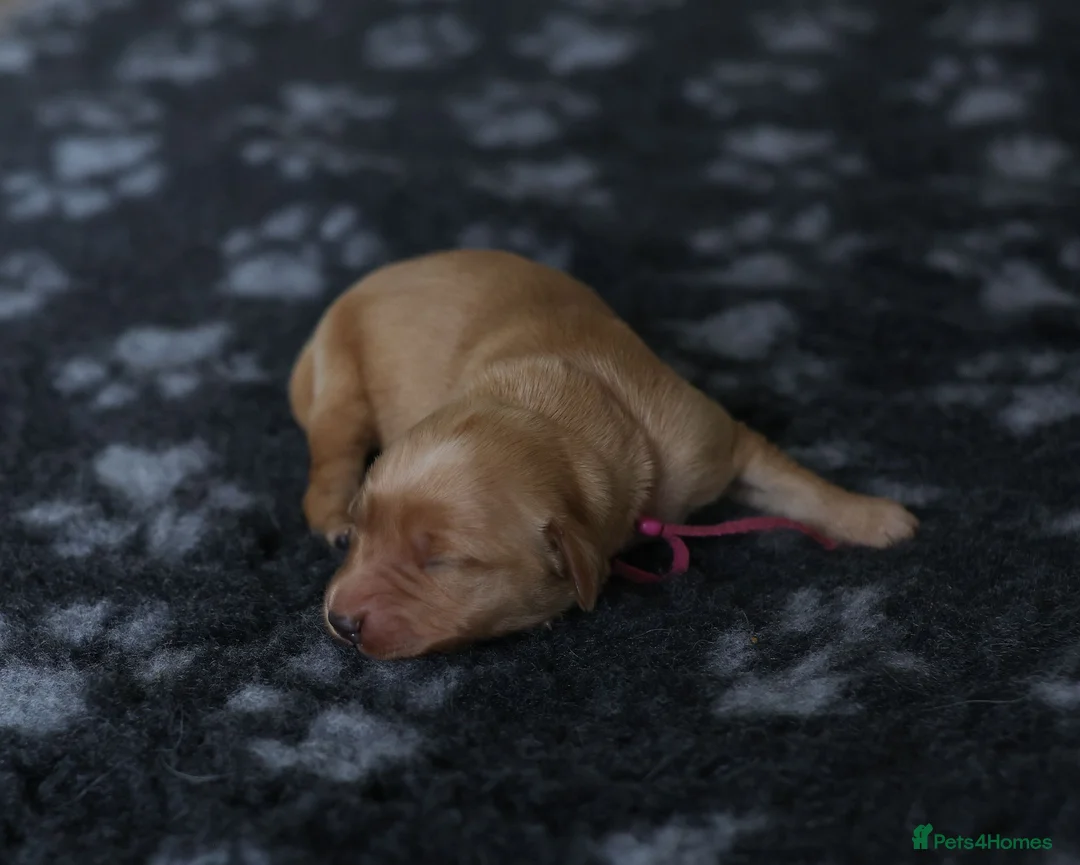 Golden Retriever dogs for sale: Golden Retriever / Goldardor Puppies - Advert 3