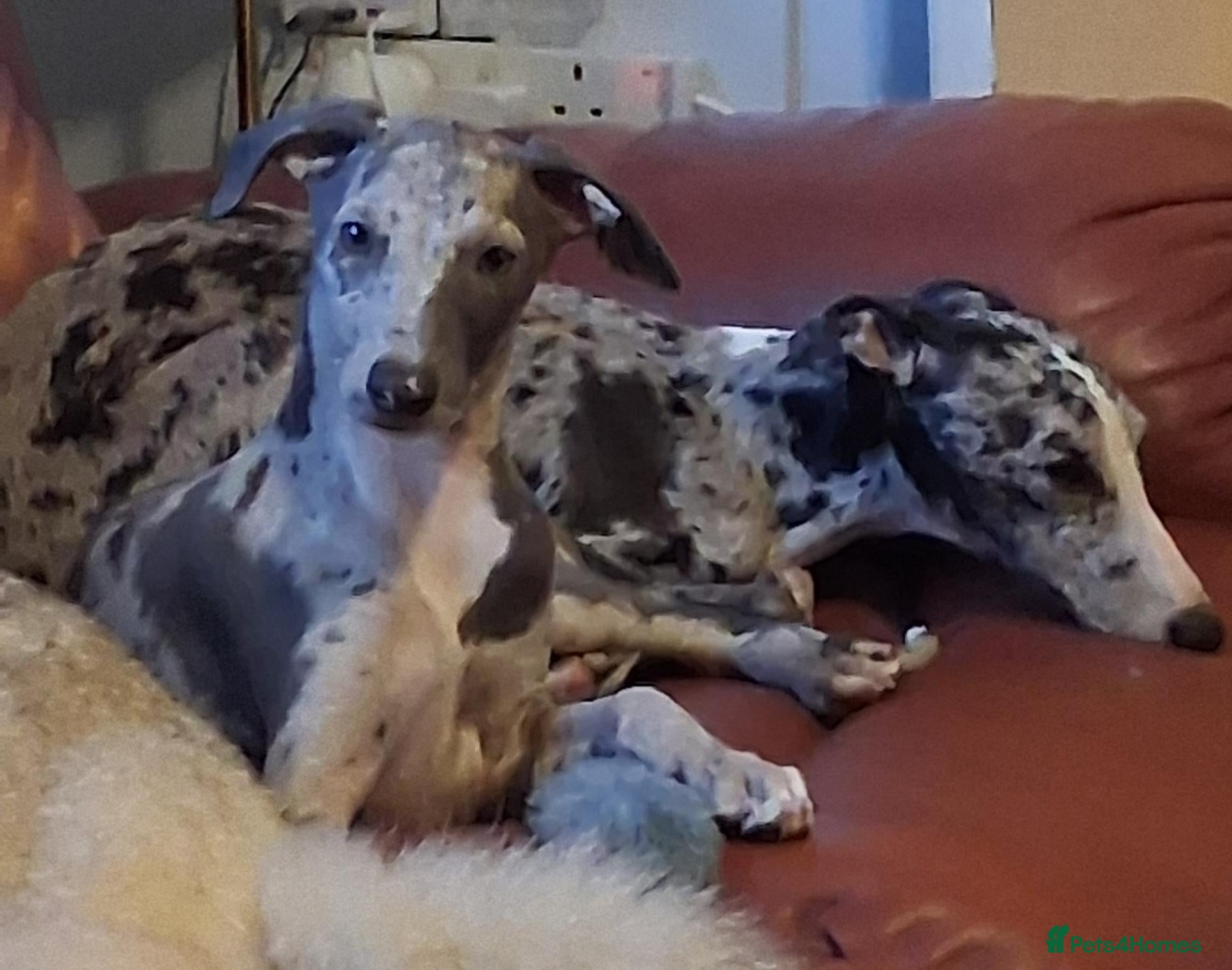 Italian Greyhound dogs Italian greyhound x whippet - Advert 5