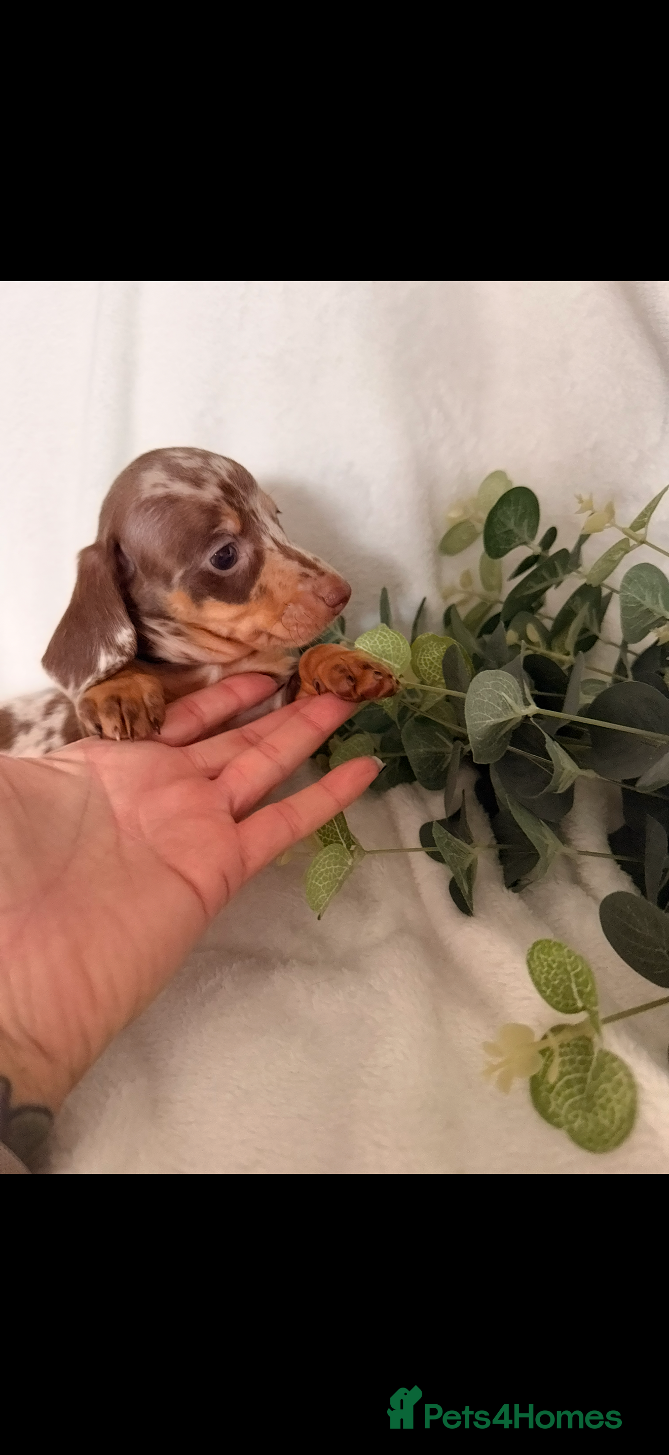 Dachshund dogs Beautiful miniature dachshunds dapple & Isabella  - Advert 18