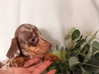 Dachshund dogs Beautiful miniature dachshunds dapple & Isabella - Advert 18