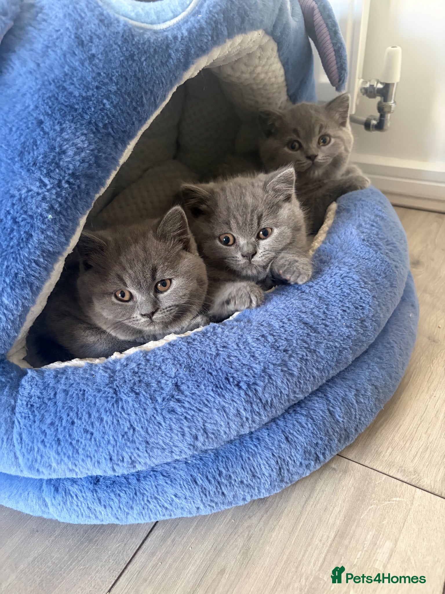 British Shorthair cats 5 beautiful British shorthair Kittens for sale  - Advert 1