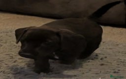 Mixed Breed dogs for sale: Doxie-Dales ready now - Image 19