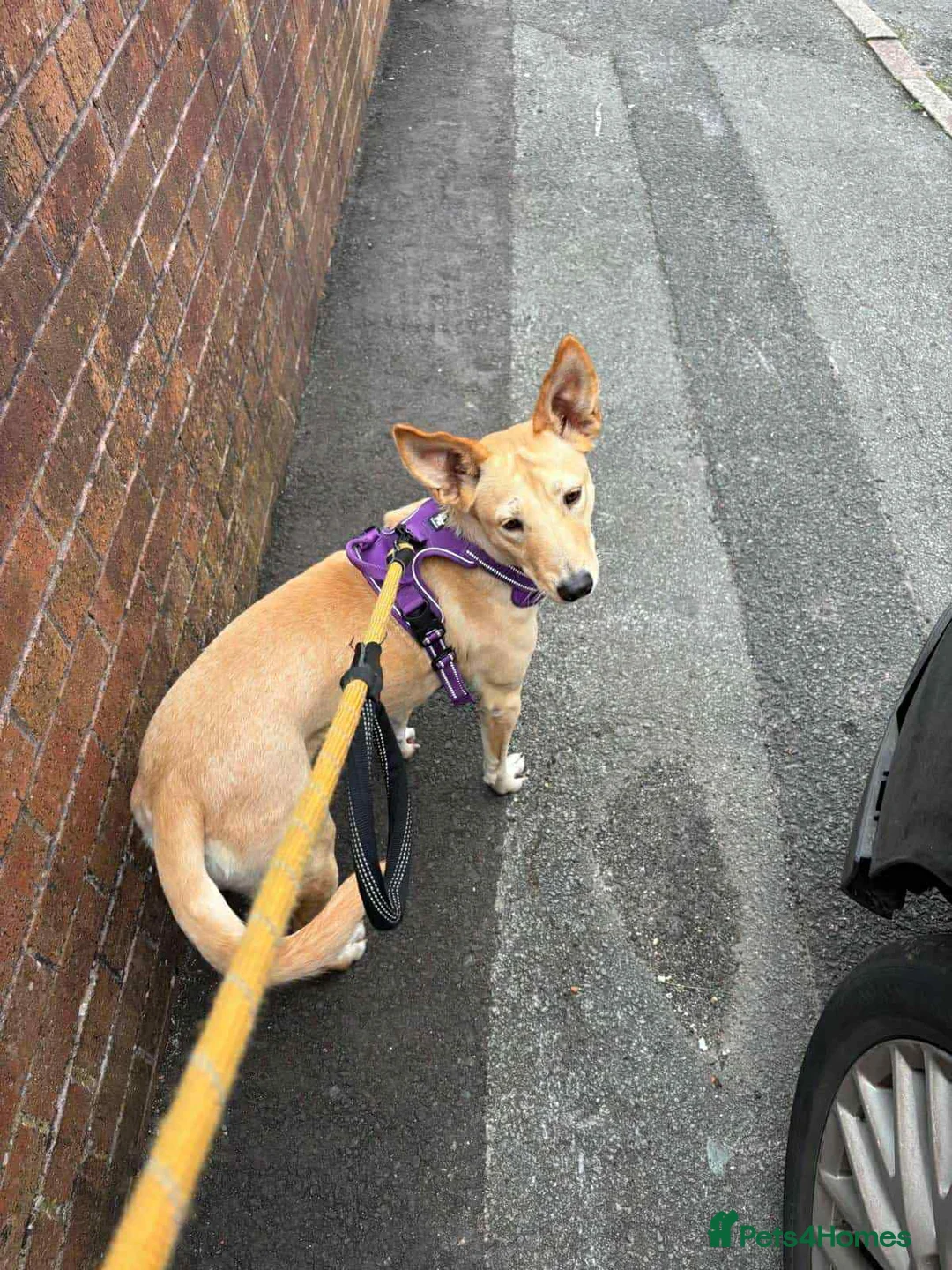 Mixed Breed dogs for adoption: Amber is looking for her forever home - Advert 9