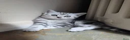 British Shorthair cats for sale: Silver Tabby Kittens, Rare GCCF Show Quality.  - Advert 8