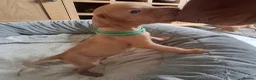 Hungarian Vizsla dogs for sale: Hungarian Vizsla puppies 2 boys and 6 girls. - Advert 8