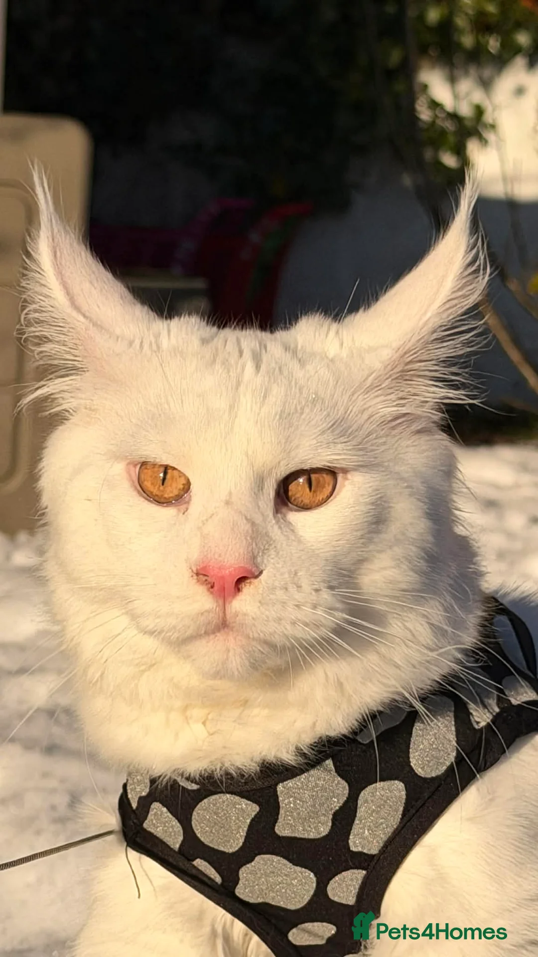 Maine Coon cats for sale: Main coon  in Inverness - Advert 2