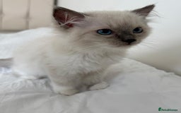 Ragdoll cats for sale: Ragdoll kitten - Image 2