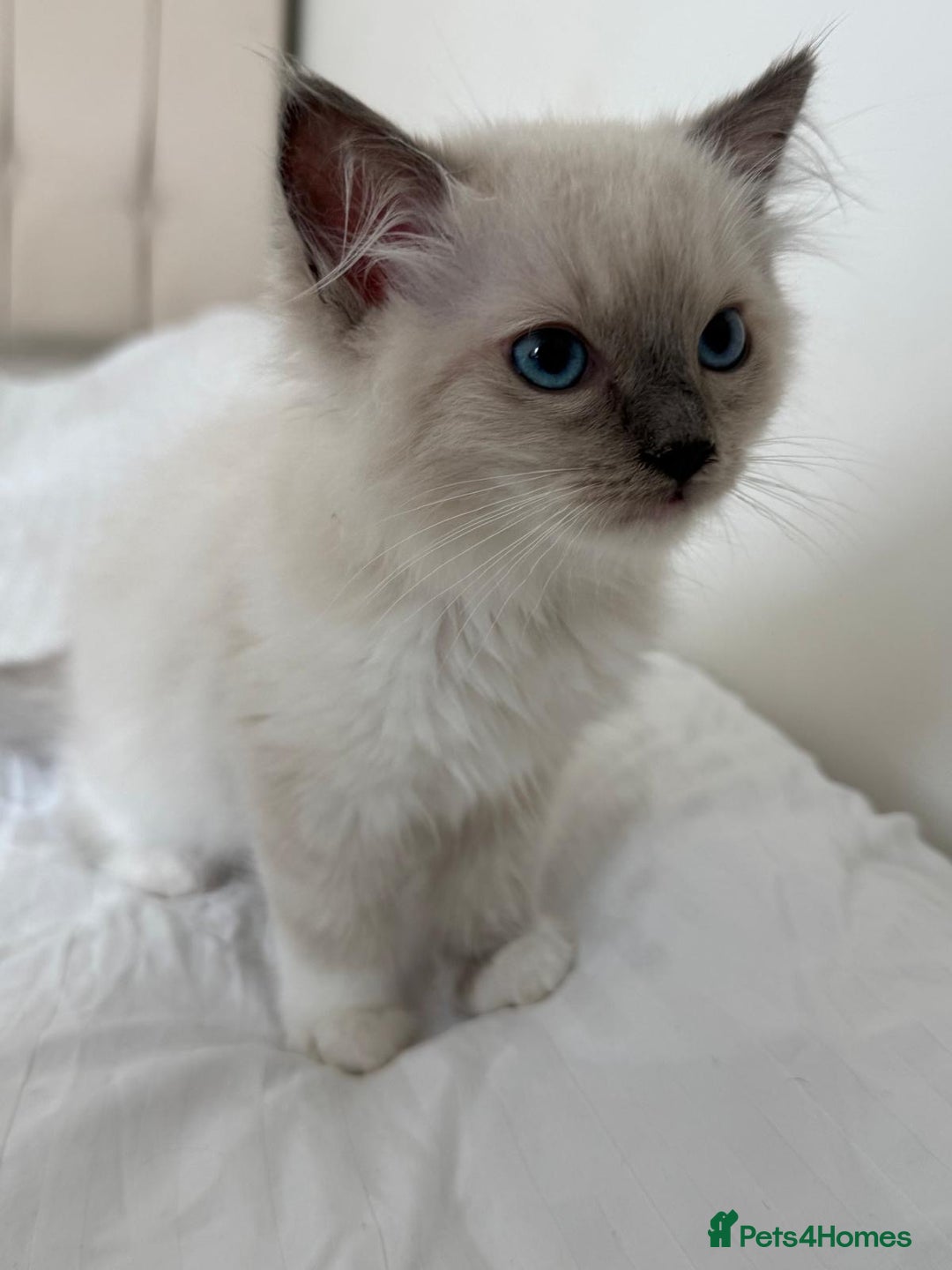 Ragdoll cats for sale: Ragdoll kitten - Image 2