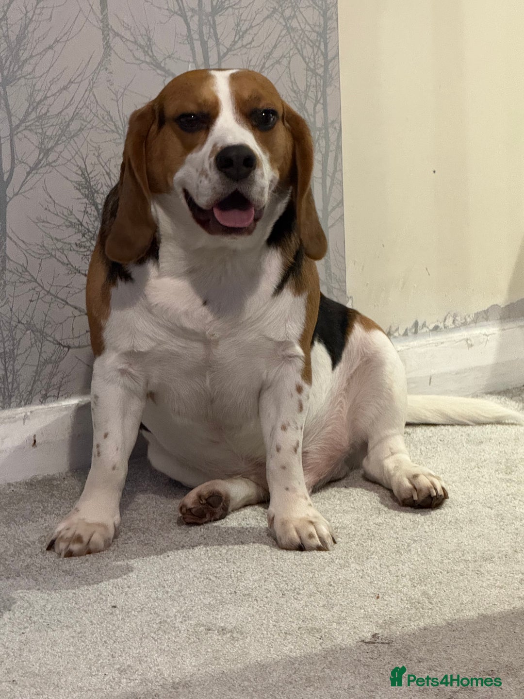 Beagle dogs for sale: Lots of space needed  - Image 2
