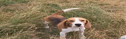 Beagle dogs for sale: 3 year old beagle boy - Advert 1