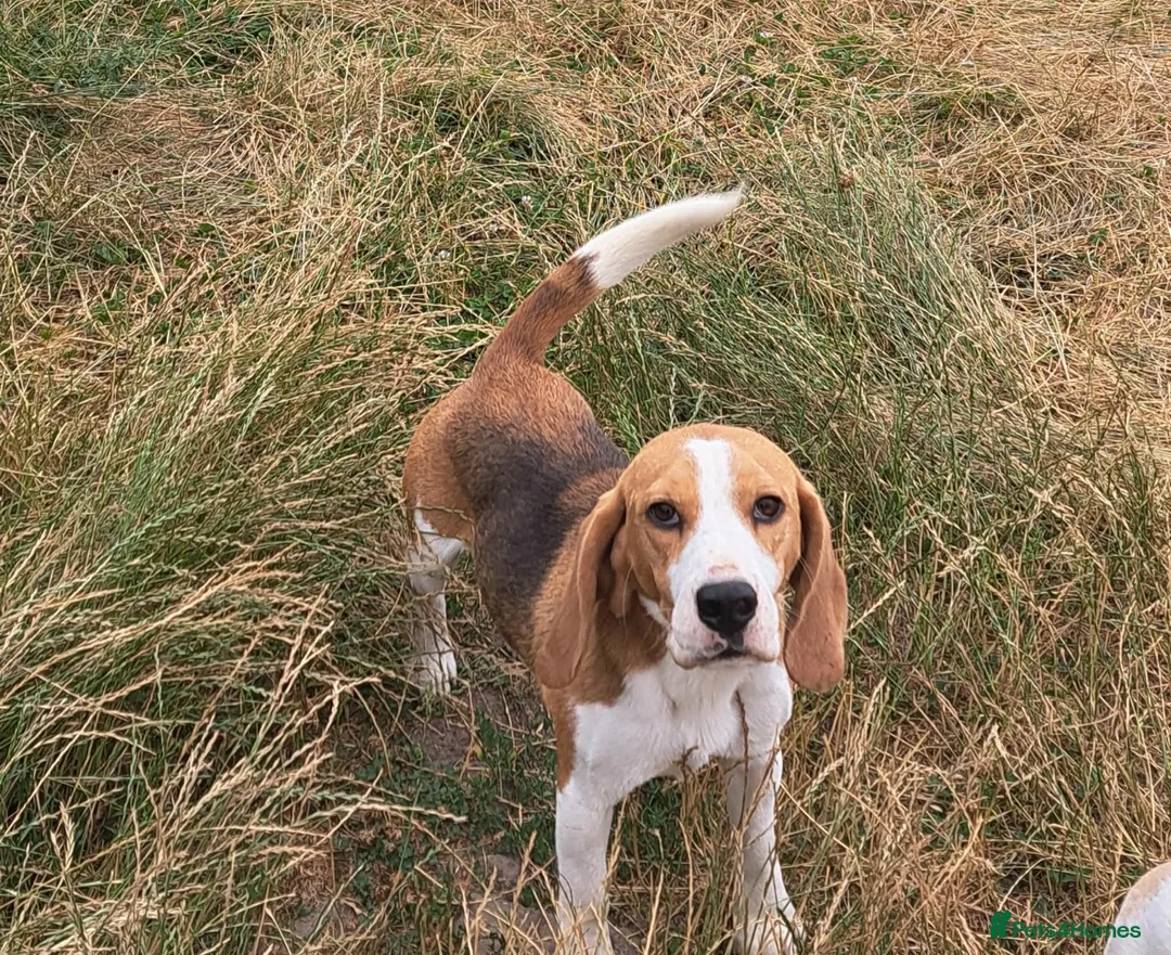 Beagle dogs for sale: 3 year old beagle boy - Advert 1
