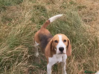 Beagle dogs 3 year old beagle boy - Advert 15