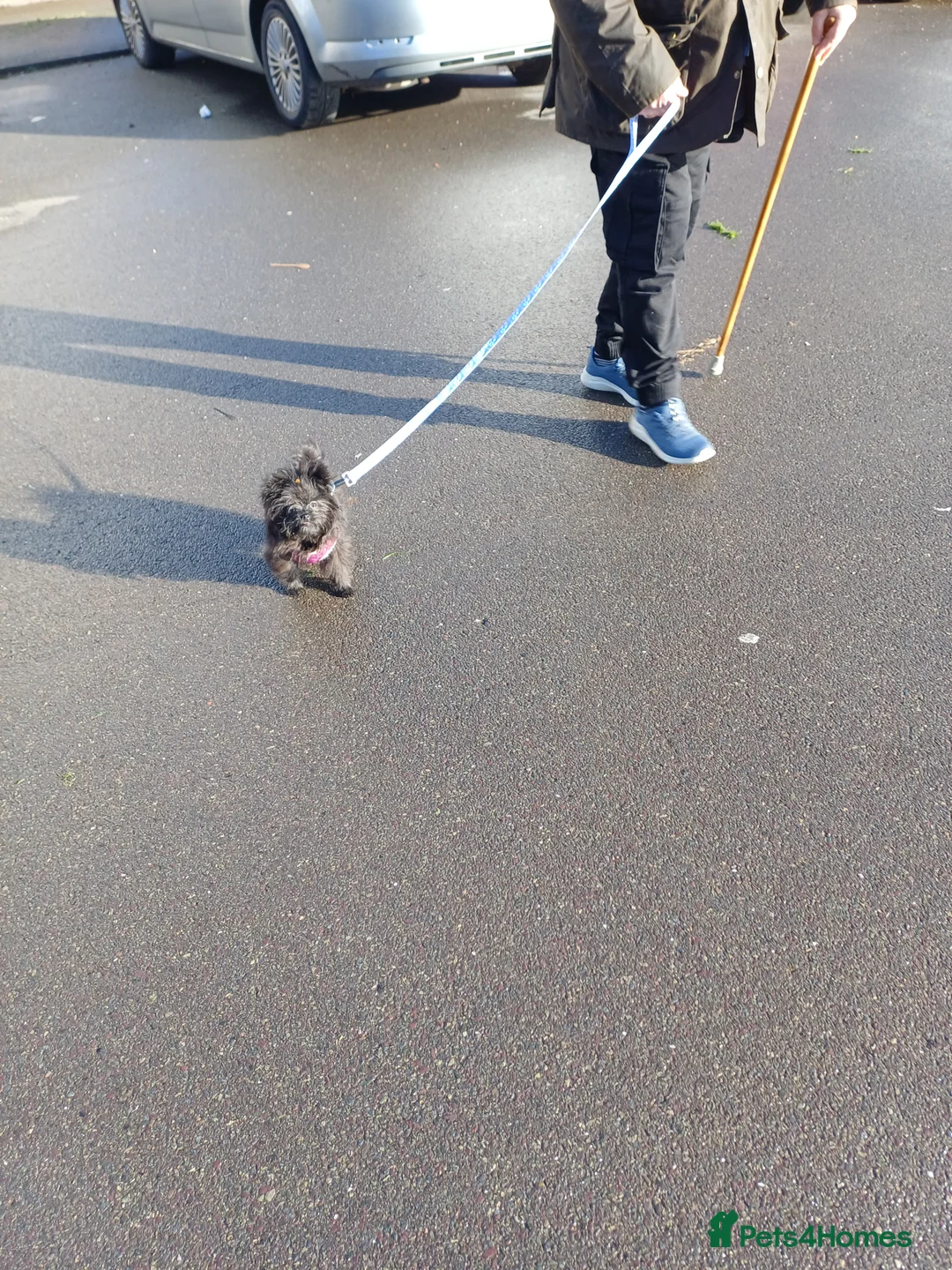 Maltipom dogs for sale: Female maltipom  - Advert 2