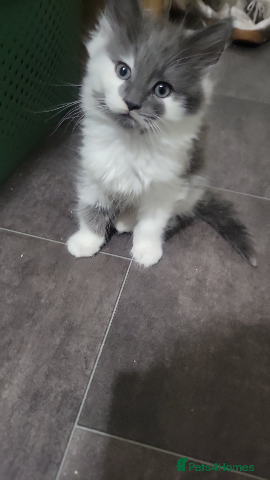 Maine Coon cats for sale: Beautiful Mixed Main Coon Kittens - Advert 3