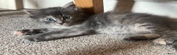 Maine Coon cats for sale: Beautiful Pedigree Main Coon Kittens - Advert 21