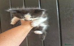 Maine Coon cats for sale: 2 female, 1 male ready for their forever home - Image 8