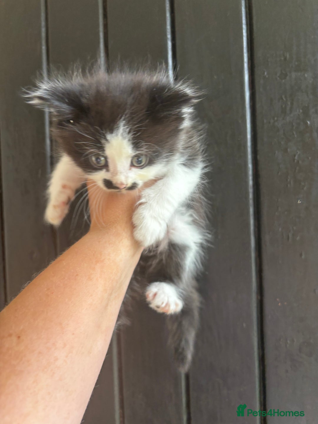 Maine Coon cats for sale: 2 female, 1 male ready for their forever home - Image 8