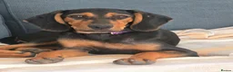 Mixed Breed dogs for adoption: Sweet 5 months old Alice - Advert 8