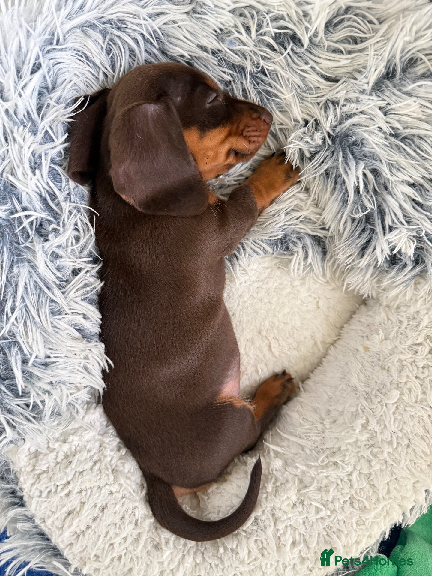 Miniature Dachshund dogs long & short hair miniture Daxi puppy’s 4 girls 💕 - Advert 2