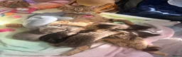Mixed Breed cats for sale: Beautiful fluffy kittens  - Advert 13