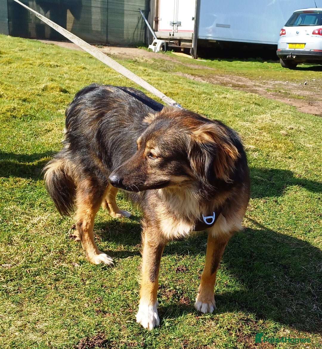 Mixed Breed dogs for adoption: Meet Little BEAR, a Lovely but naughty Boy... - Image 1