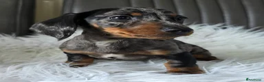 Miniature Dachshund 6
