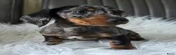 Miniature Dachshund dogs for sale: KC reg, mini daxi. 5* licensed - Advert 29