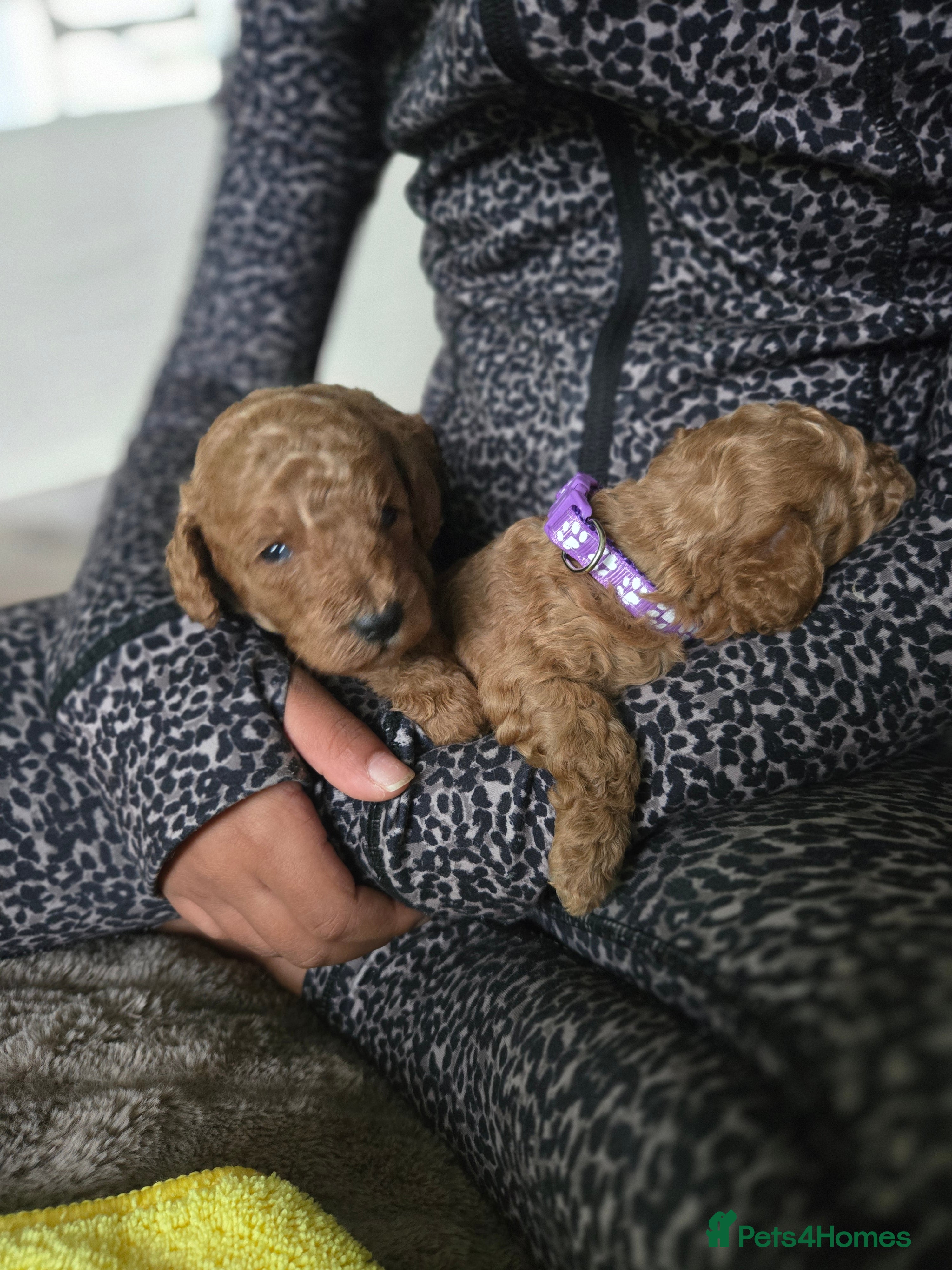 Toy Poodle dogs  Red toy poodles  - Advert 2