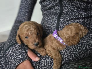 Toy Poodle dogs Red toy poodles - Advert 4