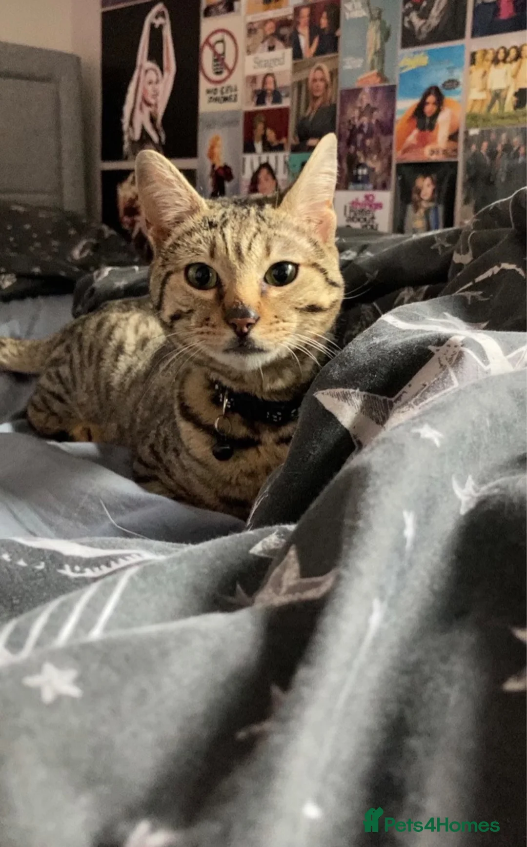 Bengal cats for sale: 1 year old male bengal  in Horncastle - Advert 5