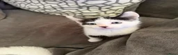 Mixed Breed cats for sale: 3 gorgeous black&white female kittens - Advert 6