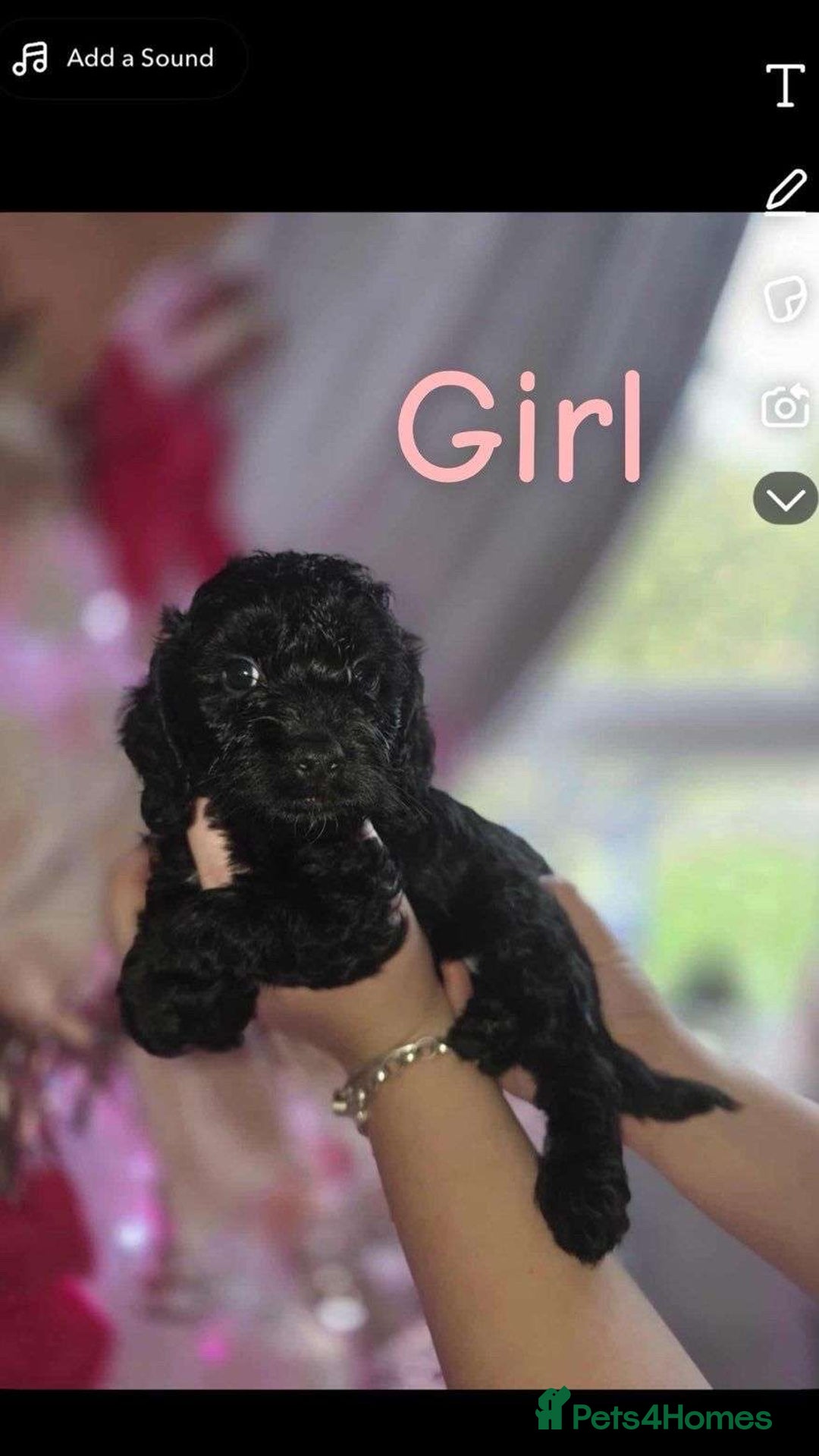 Cockapoo dogs for sale: 8 beautiful F1 cockerpoos. 6 weeks old - Advert 8